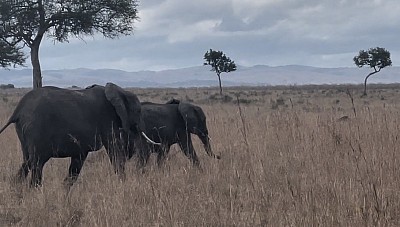 Mikumi National Park