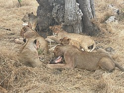 Lions